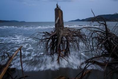De puissantes vagues déraciner des arbres près du rivage.