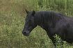 La boiterie se produit quand un cheval a un abcès du sabot.