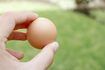 Egg Goutte Experiment Solutions sans parachute