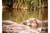 L'hippopotame reste fraîche en eau douce du soleil pendant la journée et une chaleur intenses.