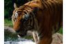 Le tigre du Bengale est le deuxième plus grand tigre dans le monde.
