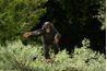 Les chimpanzés vivent dans la zone supérieure de la forêt tropicale.