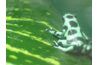 La grenouille de dard de poison peut se fondre dans des plantes exotiques.