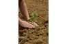 Herses lisser la surface du sol pour faciliter la plantation.