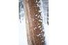 Ponderosa pins présentent, une écorce de oranish-brune épaisse.