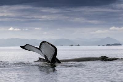 Une baleine's tail is called a fluke.