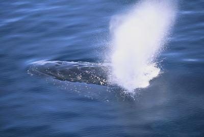 Air libéré par l'évent de baleines.