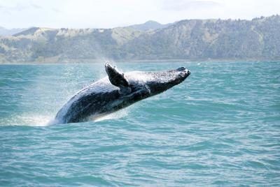 Les baleines à bosse peuvent se coller près des côtes.