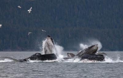 Un groupe de baleines est appelé un pod.