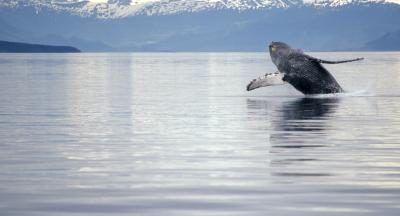 Ces baleines chanter à travers gémissements et hurlements.