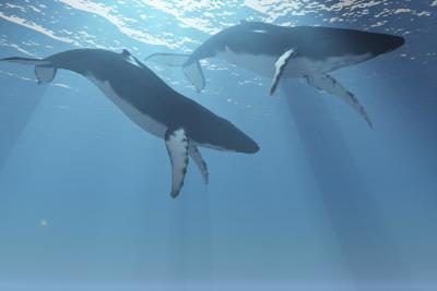 Les baleines à bosse sont protégés en tant qu'espèce en voie de disparition.