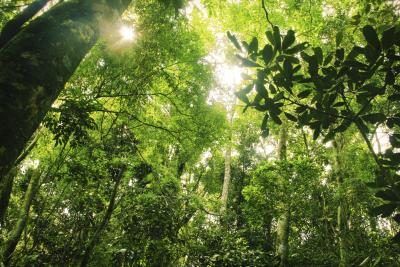 zones tropicales comprennent les forêts sub-tropicales