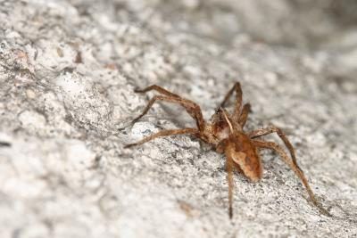 Une araignée recluse brune.