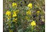 Leatherleaf mahonia commence à produire des fleurs jaunes parfumées en fin d'hiver.