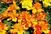 Plantes Marigold sont idéales autour de votre boîte aux lettres.