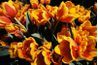 Un bouquet complet de tulipes fonctionne bien dans un pot Mason.