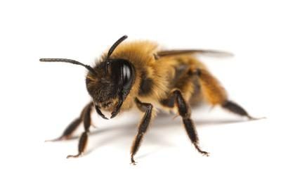 Une abeille minière femelle.