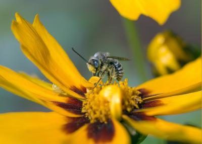 Halictes se nourrissent de nectar et de pollen.