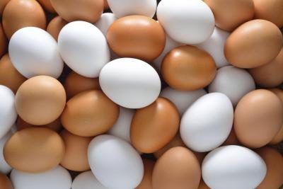 Les œufs sont une grande source de protéines
