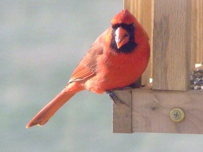Le cardinal est bien connu pour sa coloration