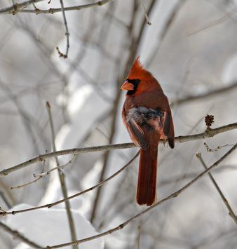 Le cardinal était un animal de compagnie populaire jusqu'à la mise en cage, il a été rendu illégal.