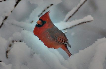 Le cardinal est l'oiseau d'état de sept États.
