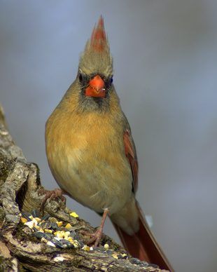 Le cardinal féminin n'a pas la célèbre all-over coloration rouge.