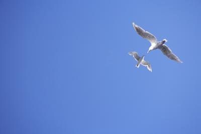 Mouettes volant contre un ciel bleu.