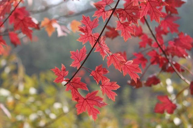 Les feuilles d'un arbre d'érable rouge.