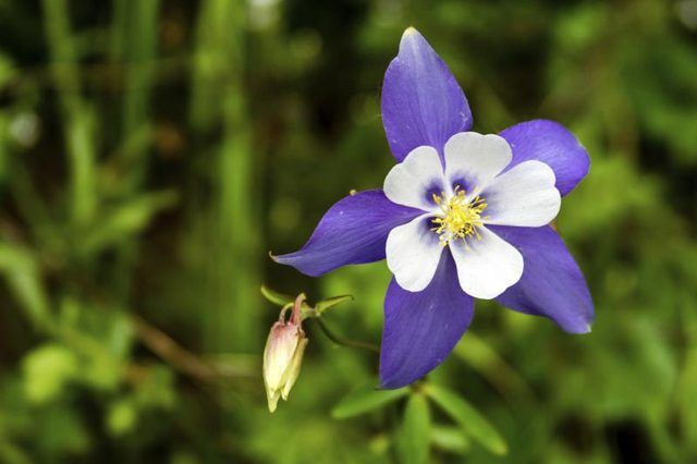 Une fleur ancolie bleue.