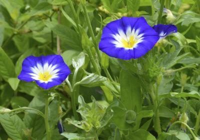 Les graines de la plante de Morning glory contiennent hallucinogènes.