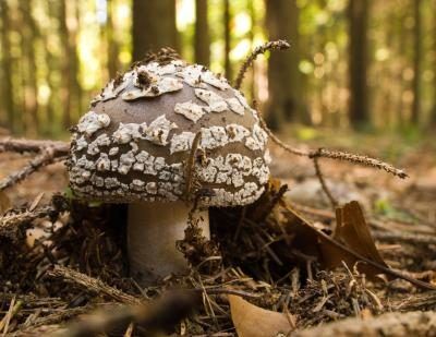 Panther Cap culture des champignons dans la forêt