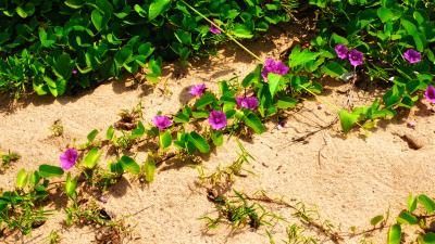 Bois de Hawaiian baby rose