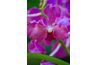 Les orchidées sont des fleurs les plus couramment utilisés pour leis.