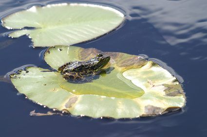 Beaucoup de grenouilles des zones humides montrent camouflage structuration.