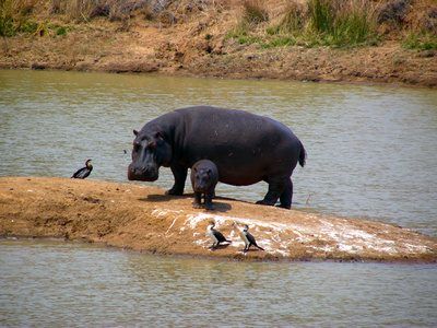 Hippopotames peuvent avoir à voyager sur terre pour trouver un nouvel habitat si piscines affectées par la sécheresse dessèchent.