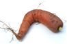 Roche sol libre et la profondeur de la boîte appropriée éviter les carottes rabougries