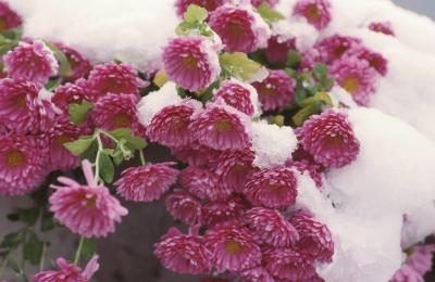 Pas tous les chrysanthèmes peuvent survivre à l'hiver.