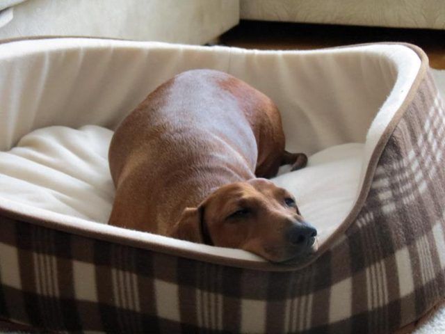 Un teckel lisse dormir dans un lit de chien.