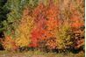 Maples sont également célèbres pour leurs couleurs d'automne brillants.