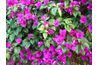 Bougainvillea est cultivé pour son affichage voyantes de fleurs colorées.