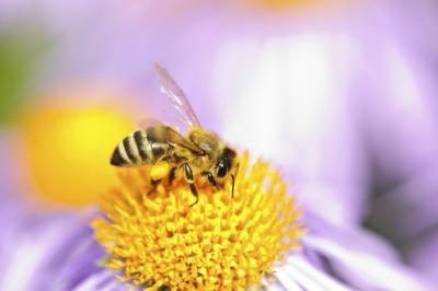 La population abeilles pollinisatrices est réduite en raison de l'utilisation de pesticides.