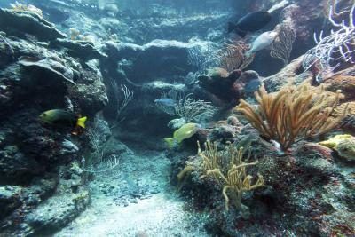 Certaines techniques de pêche peuvent endommager les récifs coralliens.