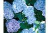 Fleurs bleues d'hortensia peuvent être obtenus en ajoutant des amendements acides à votre sol.