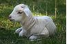 Les agneaux sont généralement calme et docile.