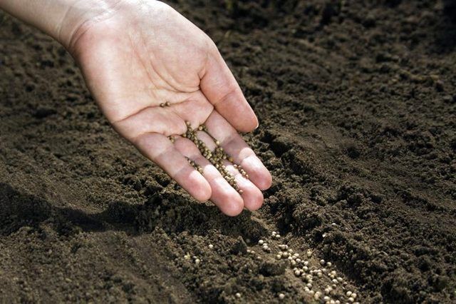 Une main planter des graines dans le sol.