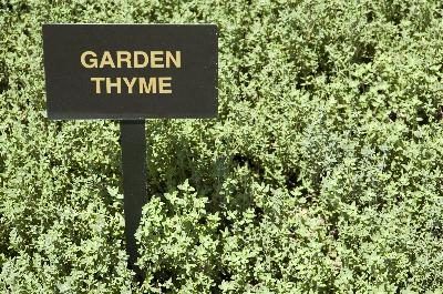 Thym peut être planté comme une couverture du sol et utilisé dans la cuisine.