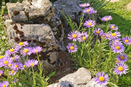 Plantez des fleurs entre les rochers de prêter couleur et l'intérêt.