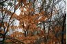 Les feuilles mortes restent souvent sur les branches des jeunes hêtres.