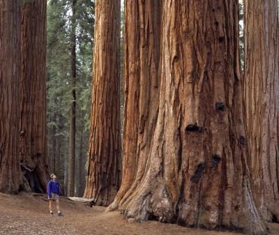 Un arbre de séquoia géant dans le parc national de Sequoia, Californie.